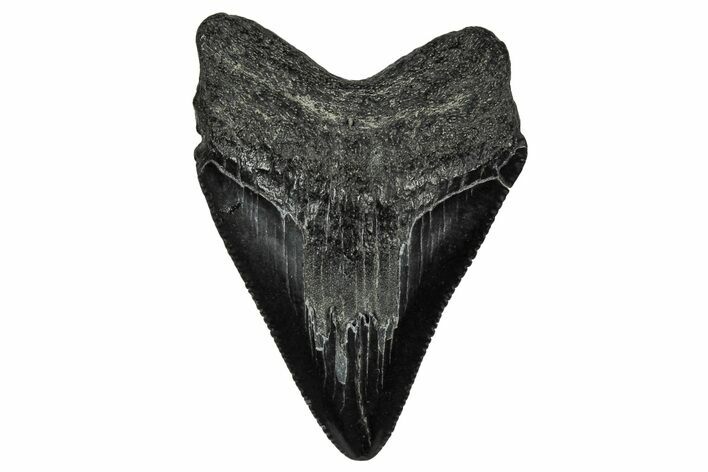 Serrated, Juvenile Megalodon Tooth - South Carolina #340640
